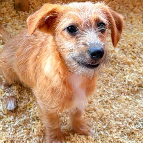 Hündinnen in Rumänien bis 11 Monate, Ella