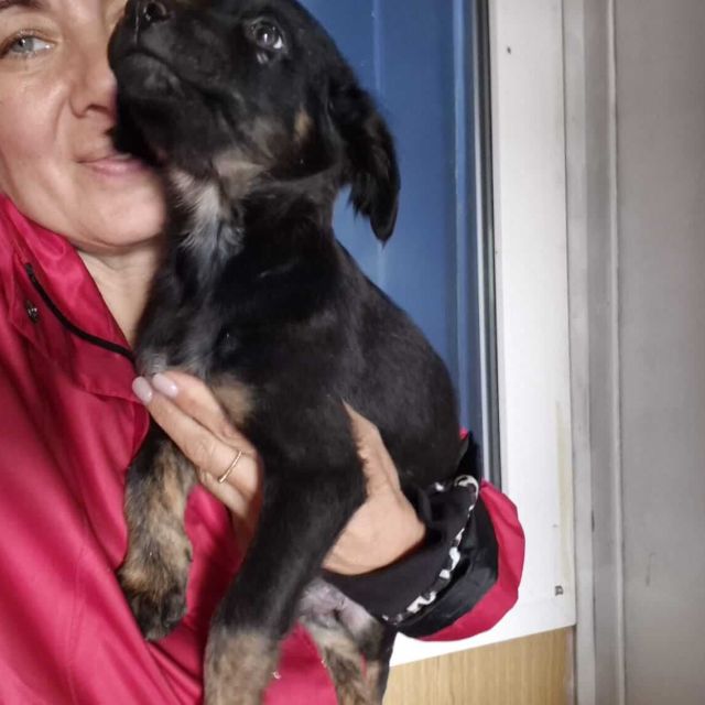 Rüden in Rumänien ab 12 Monate, Theo