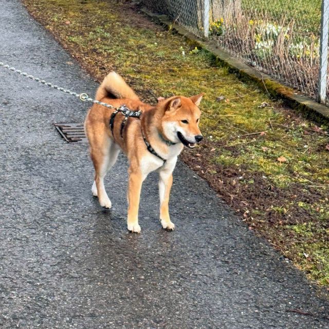 Rüden in Deutschland bis 11 Monate, Mochi