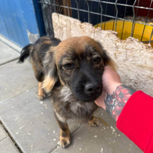 Rüden in Deutschland bis 11 Monate, Karlo