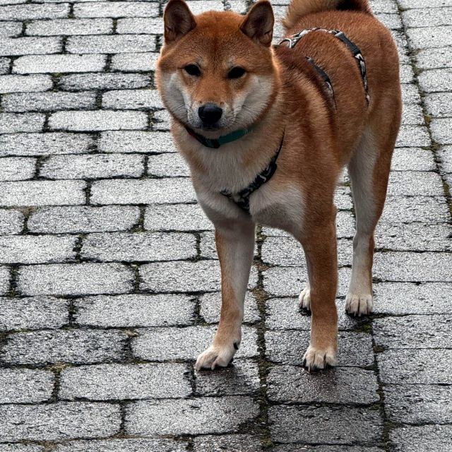 Rüden in Deutschland bis 11 Monate, Mochi