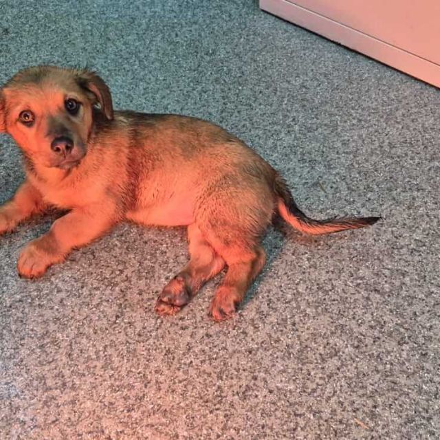 Hündinnen in Rumänien bis 11 Monate, Luna