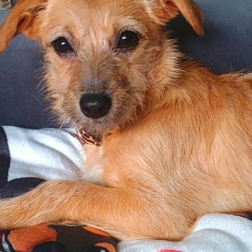 Hündinnen in Deutschland bis 11 Monate, Ella