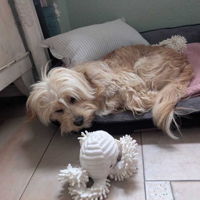 Rüden in Deutschland ab 12 Monate, Teddy