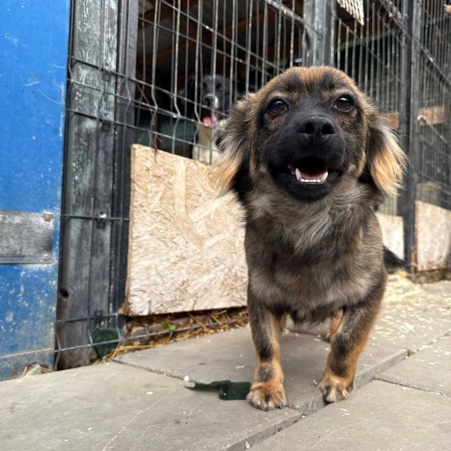 Rüden in Deutschland bis 11 Monate, Karlo