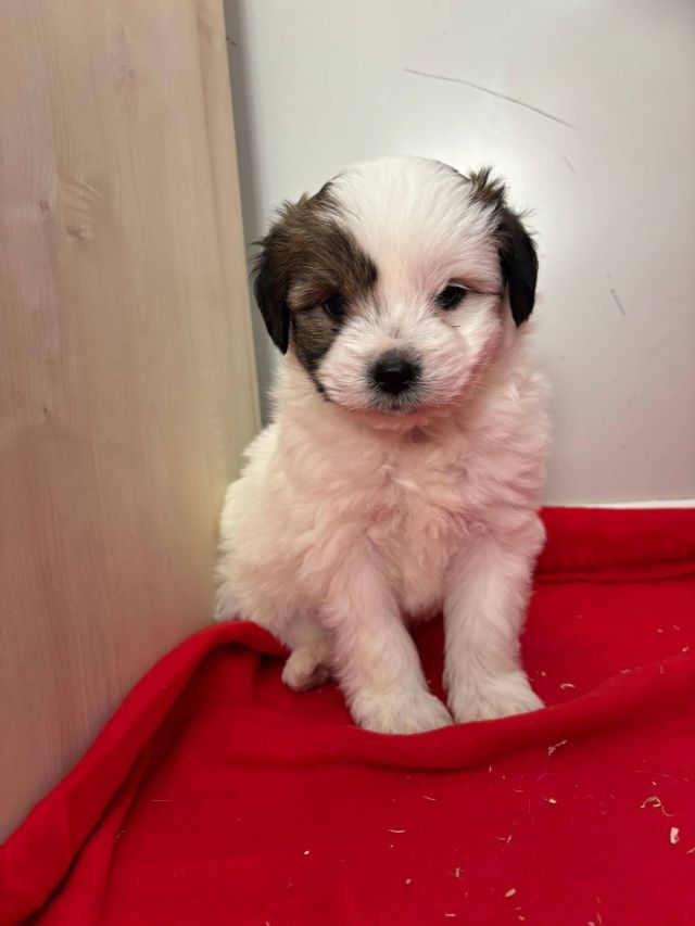 Rüden in Rumänien bis 11 Monate, Benjie