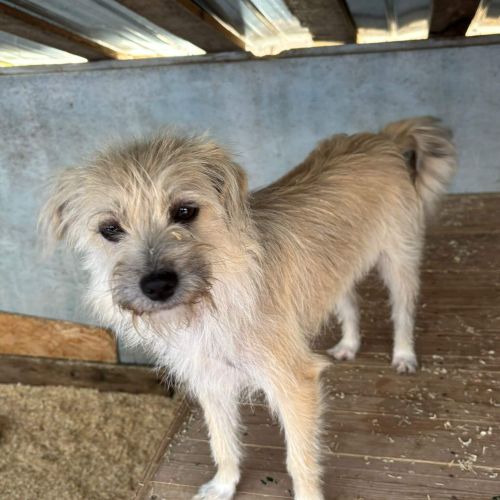 Hündinnen in Rumänien ab 12 Monate, Bailey