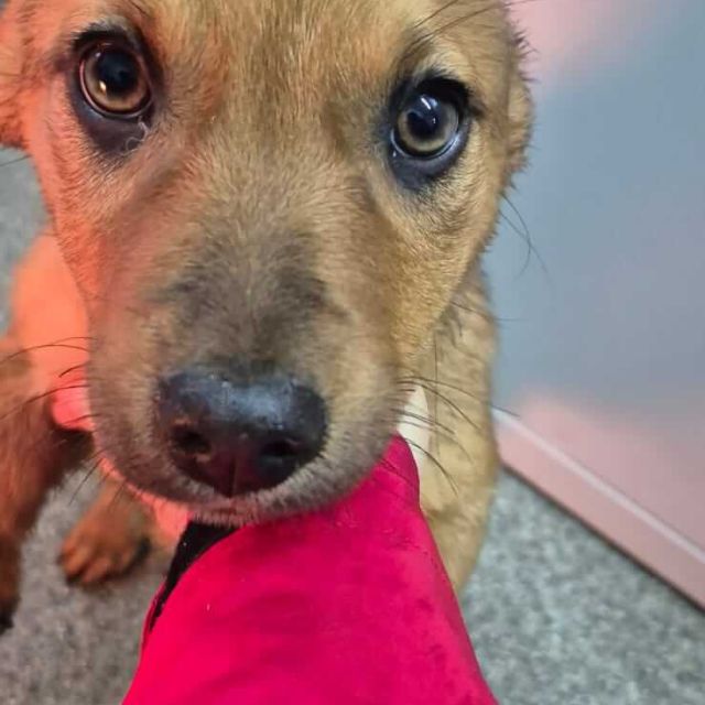 Hündinnen in Rumänien bis 11 Monate, Luna