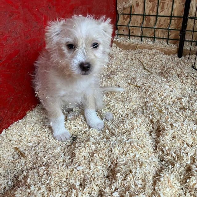 Rüden in Deutschland bis 11 Monate, Kenai