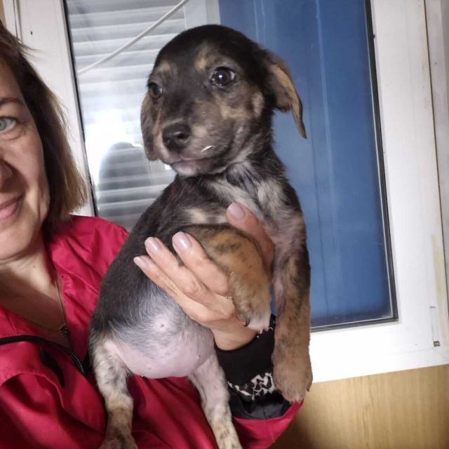 Hündinnen in Rumänien ab 12 Monate, Elisa