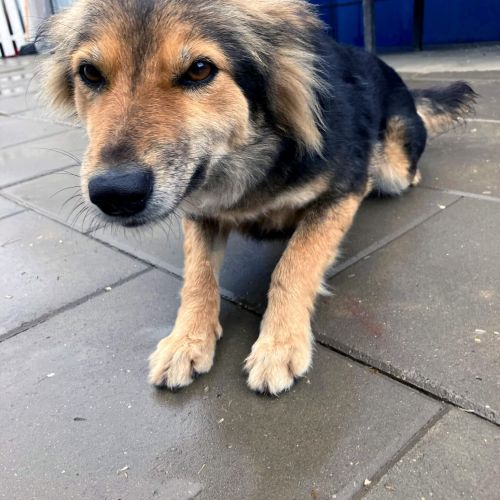 Hündinnen in Rumänien ab 12 Monate, Foxy