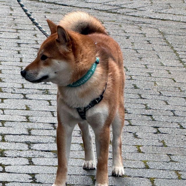 Rüden in Deutschland bis 11 Monate, Mochi