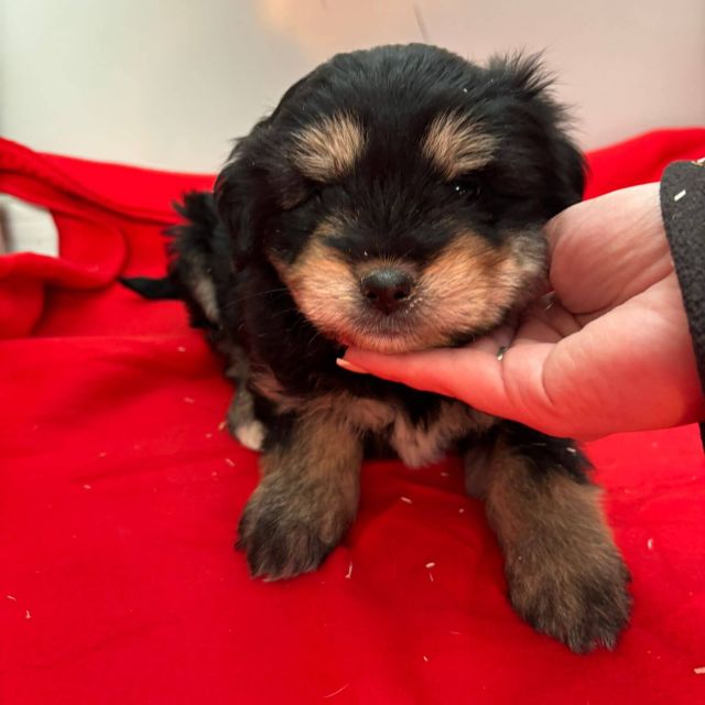 Rüden in Rumänien bis 11 Monate, Benny