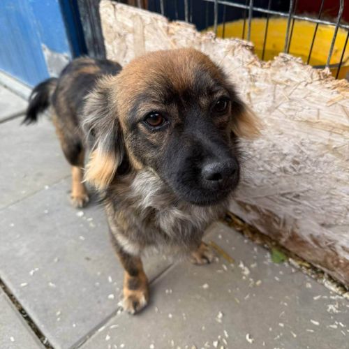 Rüden in Deutschland bis 11 Monate, Karlo