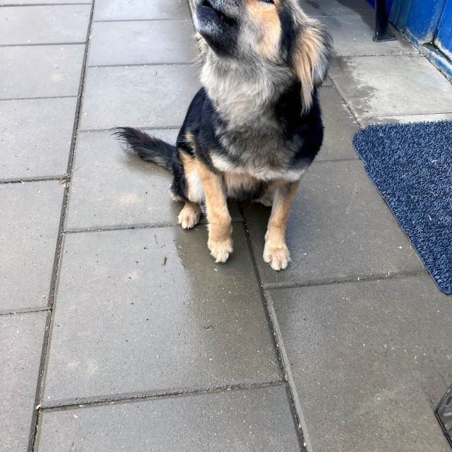 Hündinnen in Rumänien ab 12 Monate, Foxy