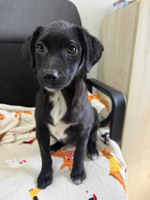 Hündinnen in Rumänien bis 11 Monate, Soi