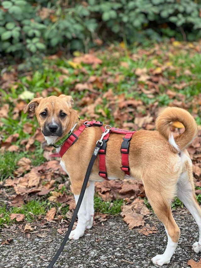 Hündinnen in Deutschland bis 11 Monate, Kiki