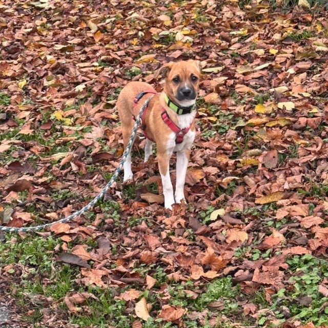 Hündinnen in Deutschland bis 11 Monate, Kiki