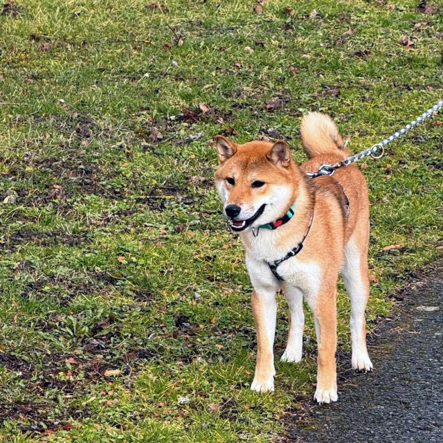 Rüden in Deutschland bis 11 Monate, Mochi