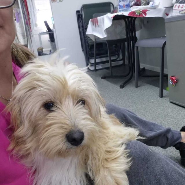 Rüden in Rumänien ab 12 Monate, Teddy
