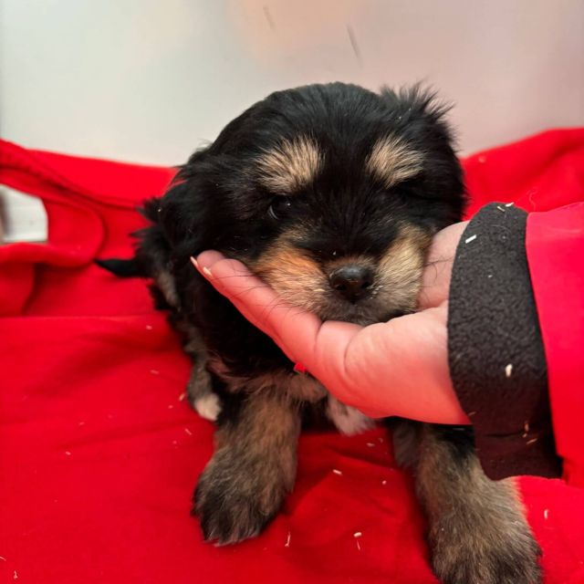 Rüden in Rumänien bis 11 Monate, Benny