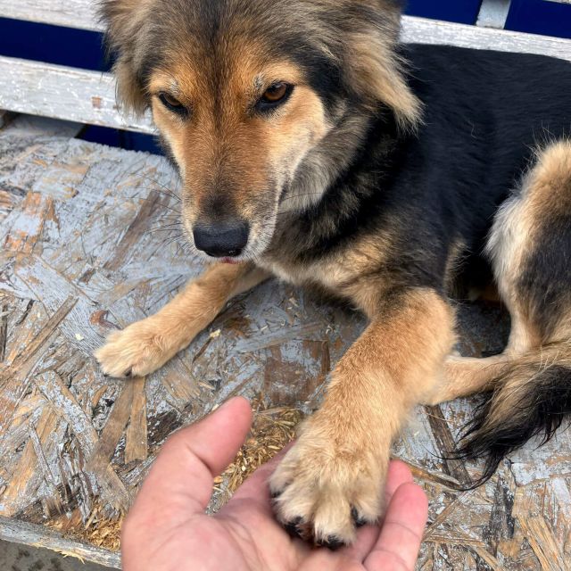 Hündinnen in Rumänien ab 12 Monate, Foxy