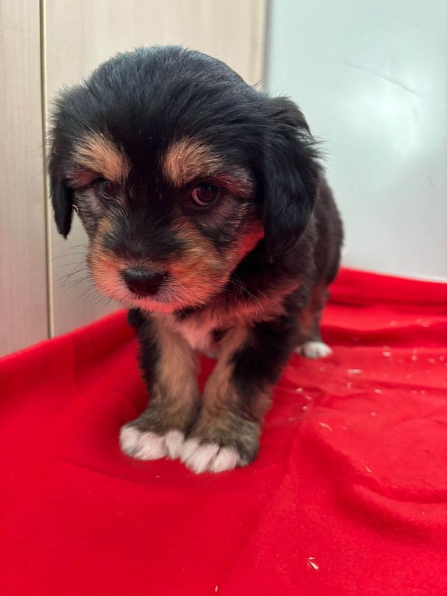 Rüden in Rumänien bis 11 Monate, Beari