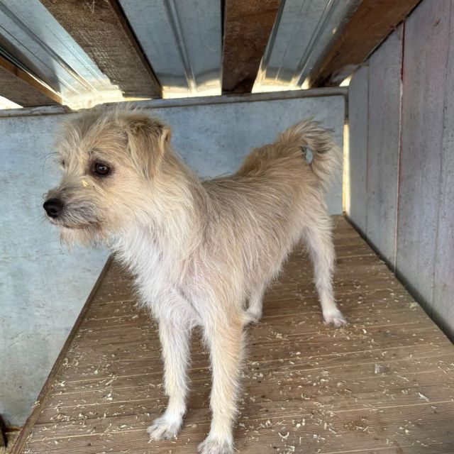 Hündinnen in Rumänien ab 12 Monate, Bailey