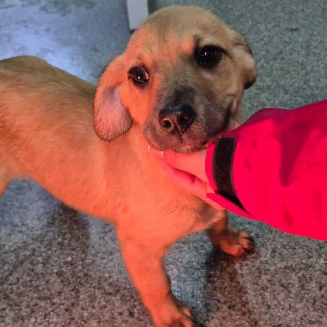 Hündinnen in Rumänien bis 11 Monate, Leena