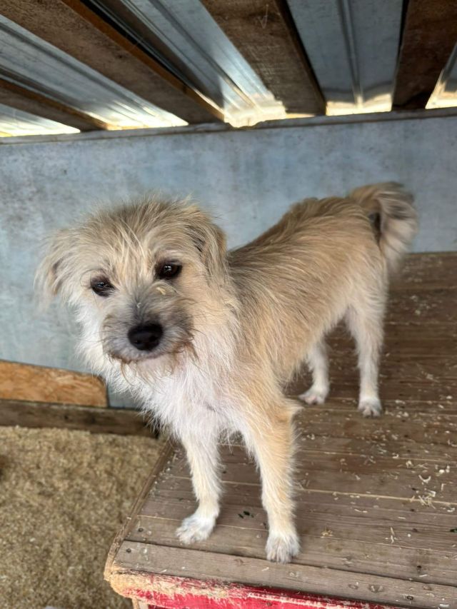 Hündinnen in Rumänien ab 12 Monate, Bailey