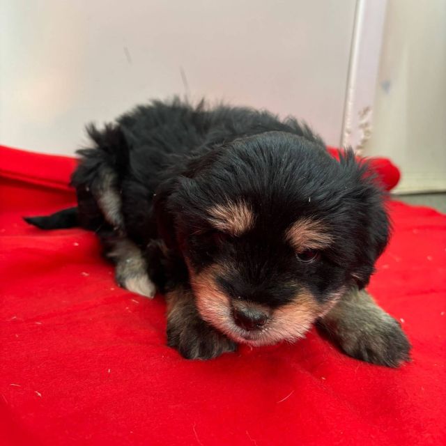 Rüden in Rumänien bis 11 Monate, Benny