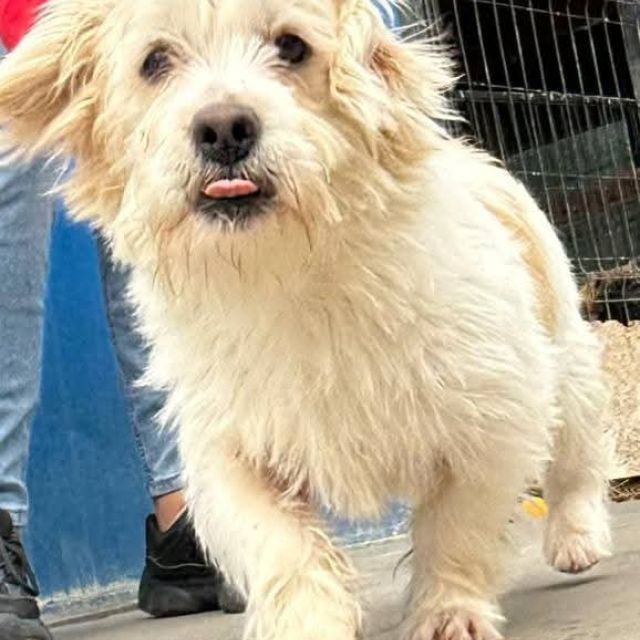 Rüden in Rumänien bis 11 Monate, Leopold