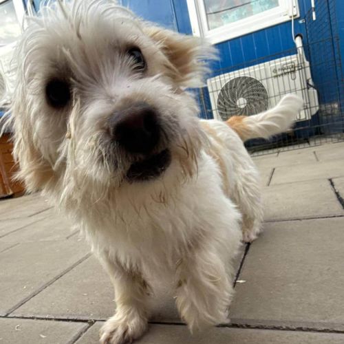 Rüden in Rumänien bis 11 Monate, Leopold