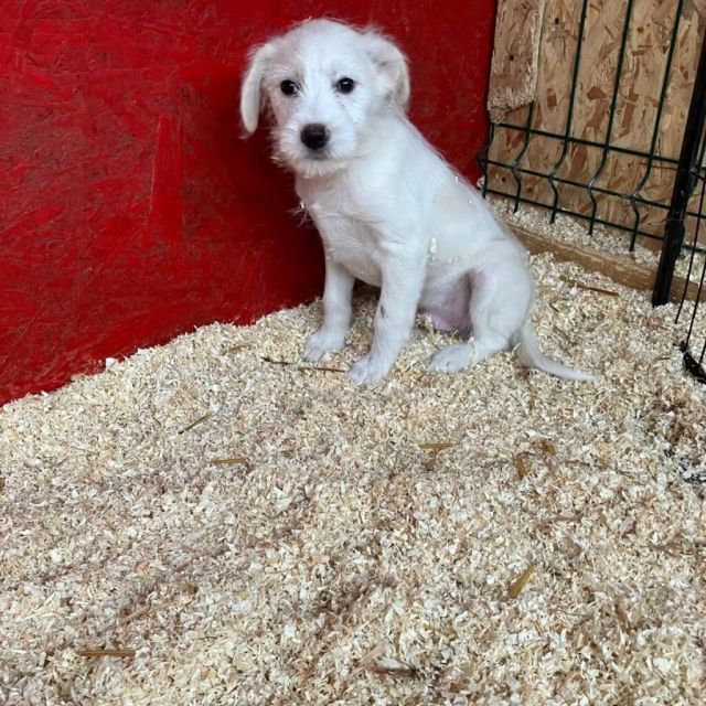 Rüden in Rumänien bis 11 Monate, Walter